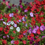 Flower garden in Odessa.
