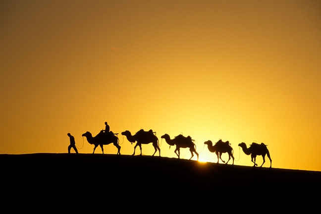 Camel caravan in the Sahara.