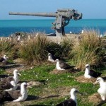 Goonie birds hanging out near a gun at Midway Island.