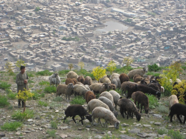Man shepherding his sheep near Kabul, Afghanistan.