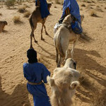 Group of Tuareg traveling by camel