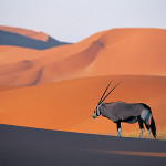 Arabian desert with antelope in the foreground.