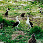 Midway is famous for it's population of Laysan albatross 'Gooney birds.'