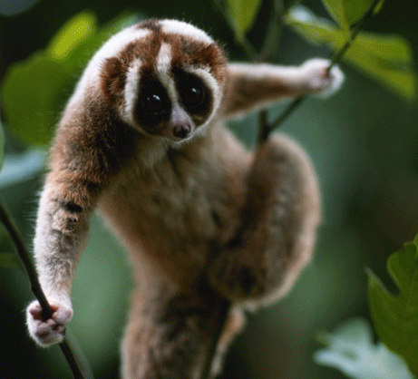 The adorable loris, a furry and friendly Borneo native.