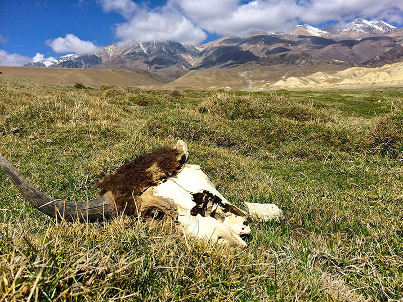 Yak skull left behind by the Dhokpas, Mustang, Tibet.