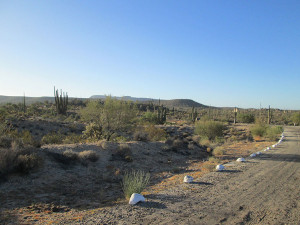 Daytime in Catavina desert, Mexico.