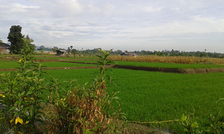 Rice paddies of Sumatra, Indonesia.