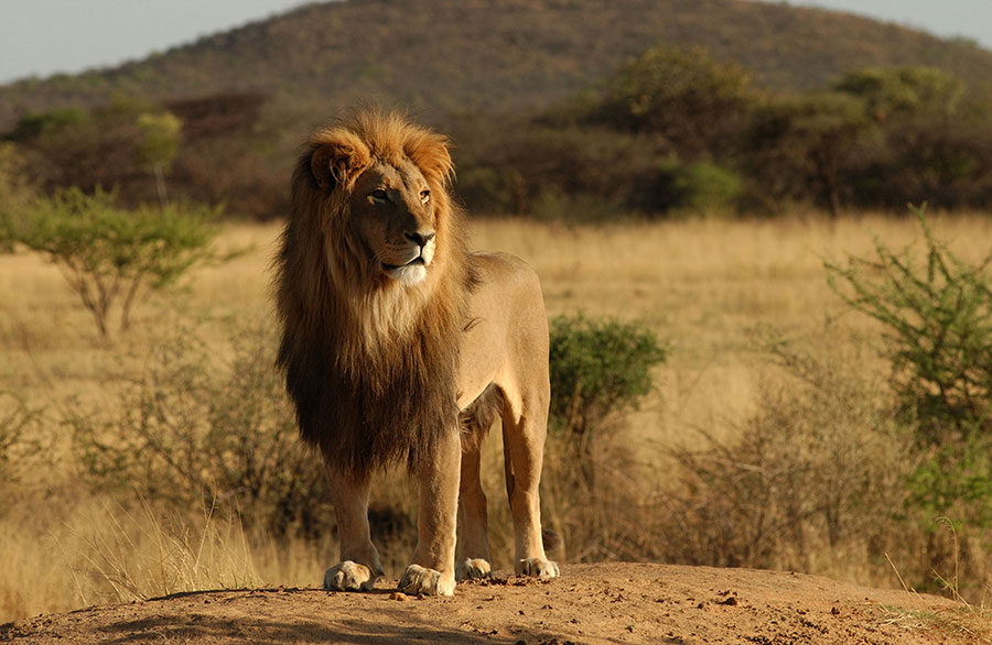 The lion has a deep and powerful focus.